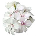 Afbeelding van Geranium Hang P12 Double Royal White